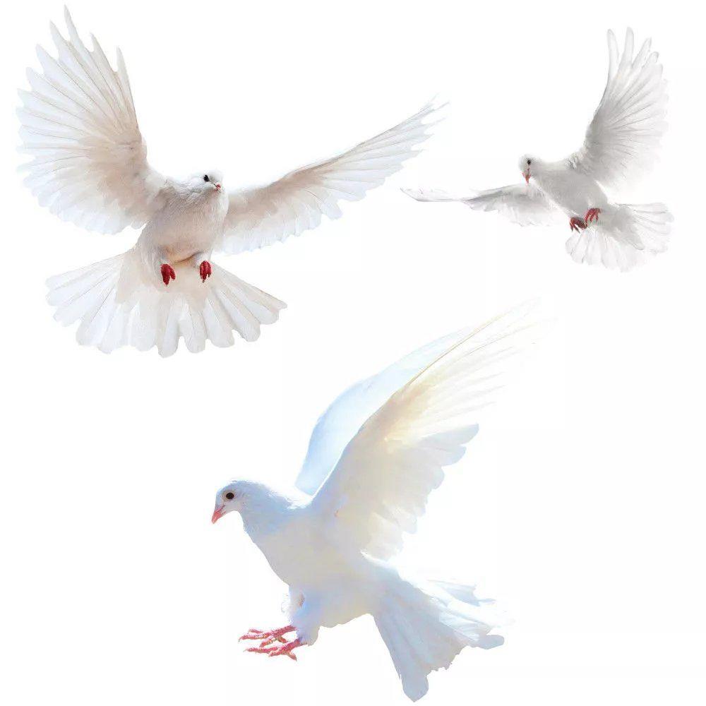 Peace Dove Wall Stickers for L - đánh giá và giá Xt Home Textiles