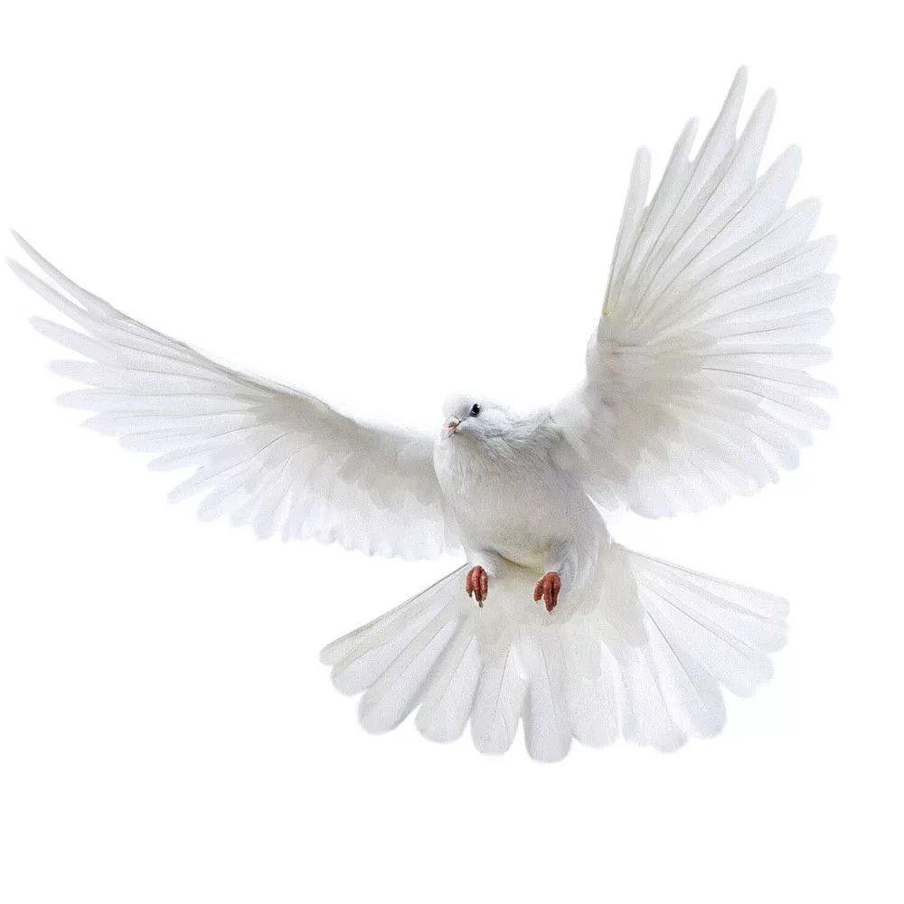 Peace Dove Wall Stickers for L - đánh giá và giá Xt Home Textiles