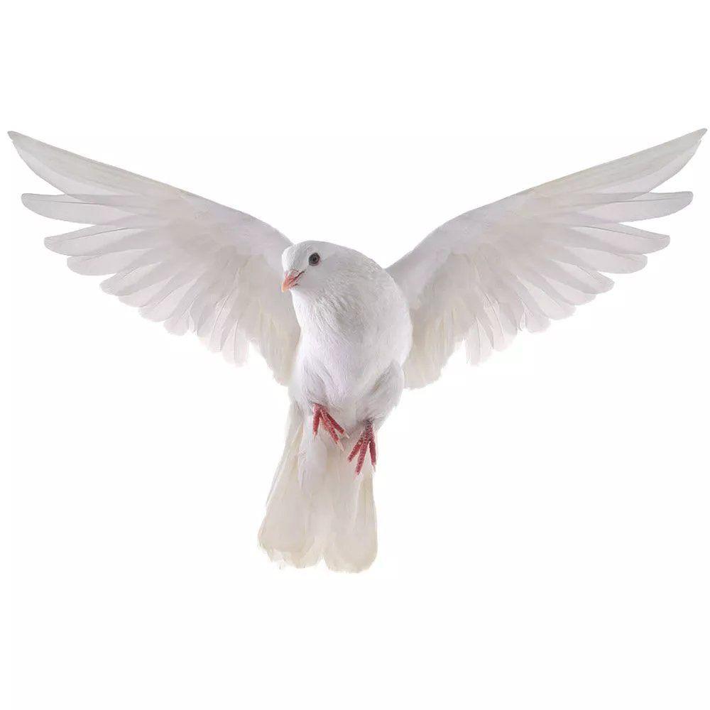 Peace Dove Wall Stickers for L - đánh giá và giá Xt Home Textiles
